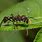 Insects in Amazon Rainforest