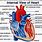 Interior Heart Anatomy