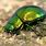 Iridescent Green Bug