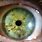 Iridology Green Eyes