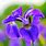 Iris Flower Photos