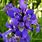 Iris Flower Plant