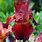 Iris Germanica Red Red Wine