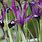 Iris Reticulata Pauline