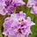 Iris Sibirica Pink