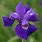Iris Sibirica Ruffled Velvet
