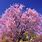 Ironwood Tree Blooms