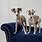 Italian Greyhound Dog Puppies