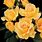 Jackson Perkins Floribunda Roses