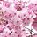 Japan Blossom Tree