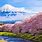 Japanese Cherry Blossom Fuji