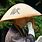 Japanese Straw Monks Hat