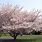 Japanese Yoshino Cherry Tree
