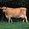 Jersey Cow Photo