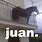 Juan Horse Meme Template