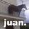 Juan the Meme