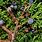 Juniperus Monticola