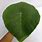 Kanda Leaf