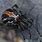 Katipo Spider NZ