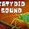 Katydid Sound