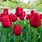 Kingsblood Tulip Image