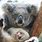 Koala Giving Birth