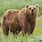 Kodiak Bear Head