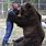 Kodiak Bear to Human