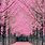 Korean Pink Trees