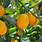 Kumquat Season