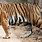 Large Bengal Tiger