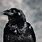 Large Black Crow