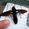 Large Black Flying Insect