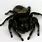Large Black Fuzzy Spider