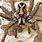 Large Spiders Australia