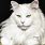 Large White Maine Coon Cat