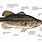 Largemouth Bass Identification