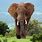 Largest African Bush Elephant