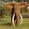 Largest African Elephant
