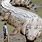 Largest Alligator Ever Found