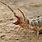 Largest Camel Spider On Record