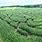 Largest Corn Maze