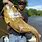 Largest Flathead Catfish