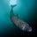 Largest Greenland Shark