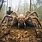 Largest Spider