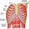Lateral Chest Wall Anatomy