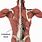 Latissimus Dorsi Muscle Location