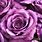 Lavender Roses Wallpaper