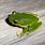 Leaf Green Tree Frog