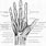 Left Hand Anatomy Chart